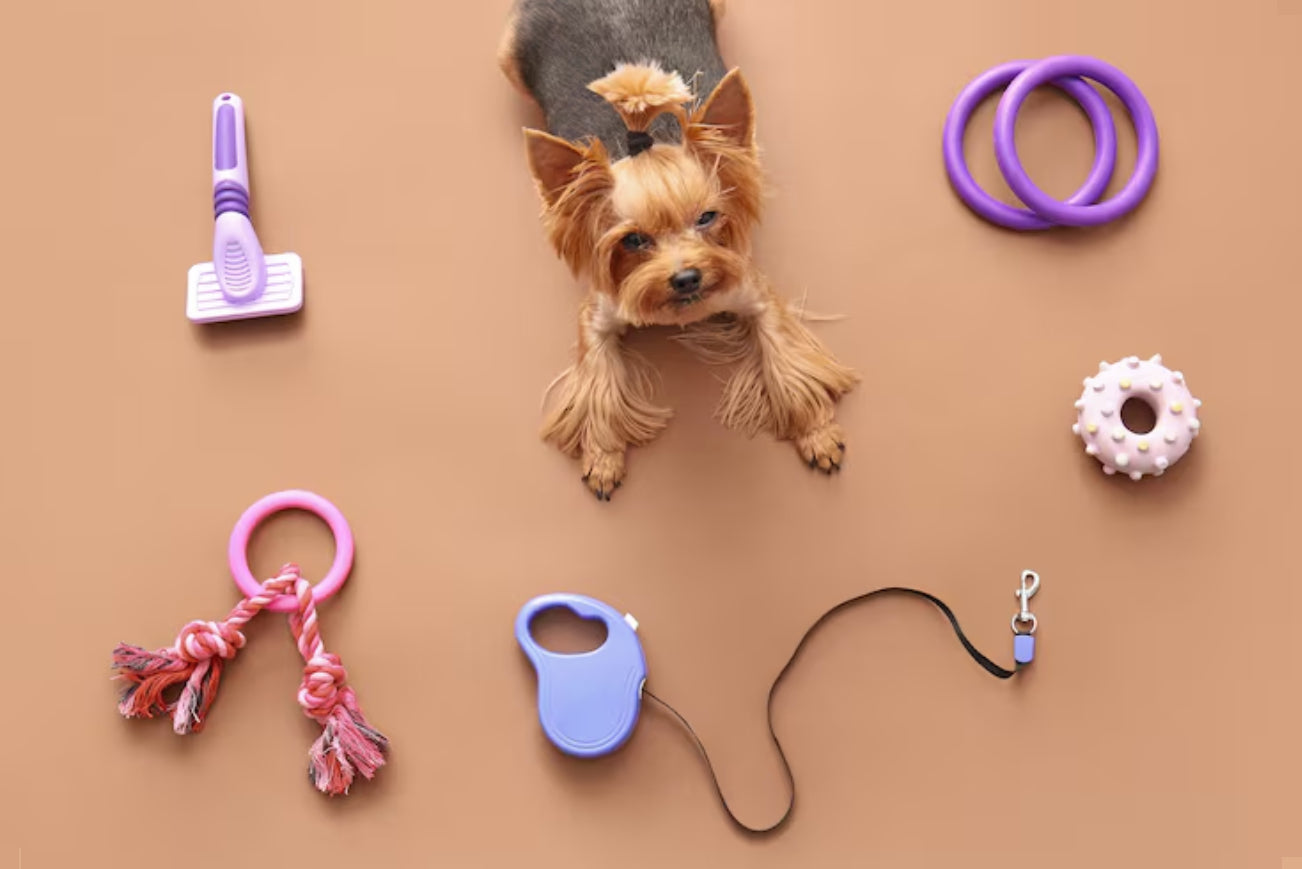 dog with dog accessories on brown background